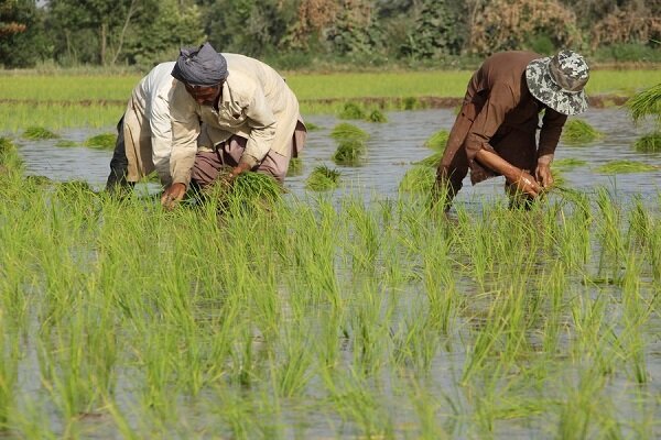 افزایش 20 درصدی تولید برنج امسال در کشور