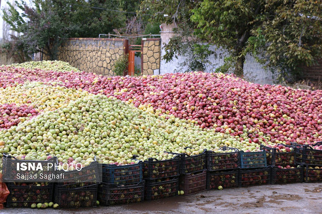 سیب از کجا به کجا می‌رود؟