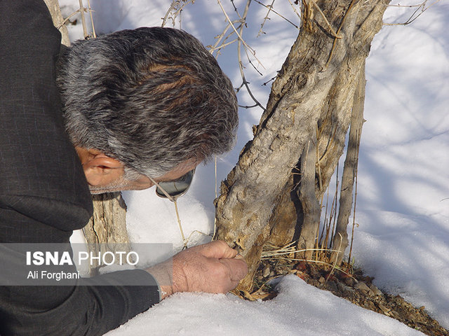 تکرار خاطره تلخ سرمازدگی در ساوه بعید است/باغداران نگران نباشند